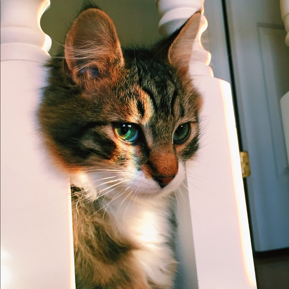 Meet your Posher, Gigi